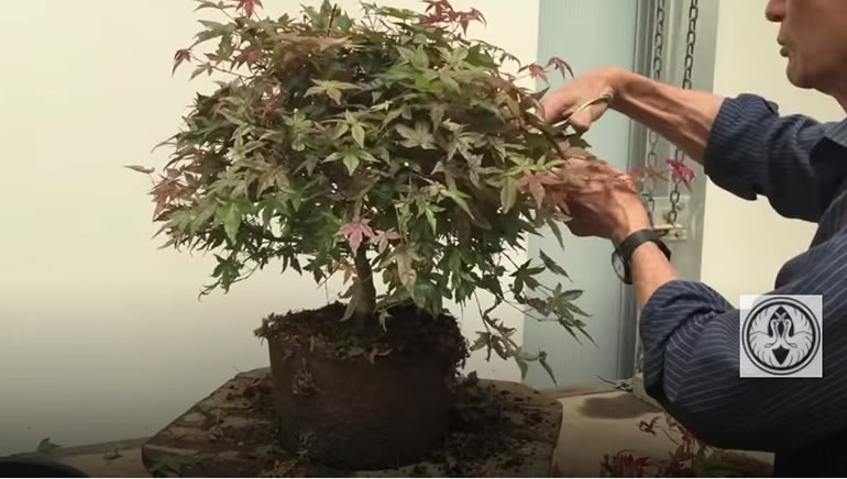 trimming maple leaves