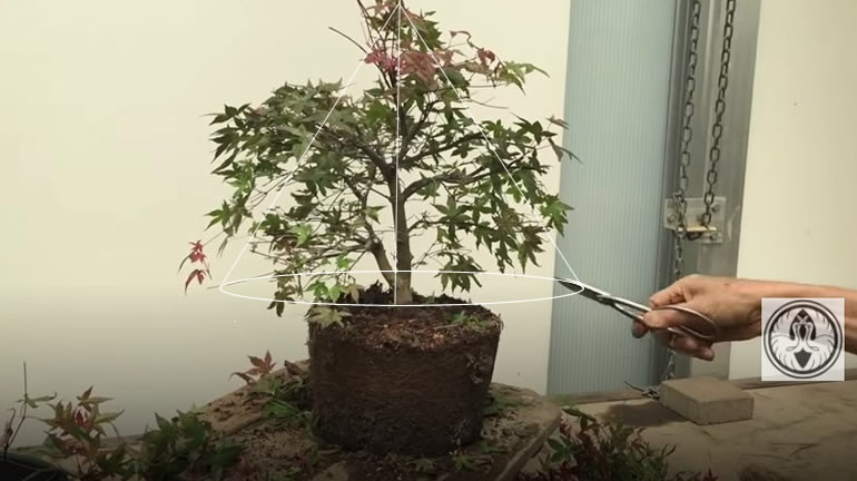 shaping maple bonsai